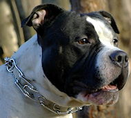 prong collar for American Staffordshire Terrier 50004 (3.25mm) prong collar for American Staffordshire Terrier 50004 (3.25mm)