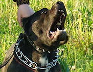 Pitbull Prong dog collar made in Germany 50004 (3.25mm) Pitbull Prong dog collar made in Germany 50004 (3.25mm)
